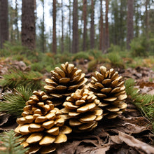 Load image into Gallery viewer, Pack Of 12 Gold Christmas Pine Cones For Decoration Or Craft