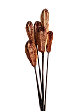 Load image into Gallery viewer, Mahogany Pod Exotic Wooden Flower Bunch In Brown 7 Stems 48cm
