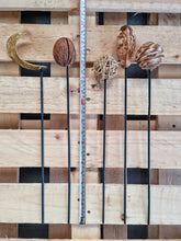 Load image into Gallery viewer, Mahogany Pod Exotic Wooden Flower Bunch In Brown 7 Stems 48cm