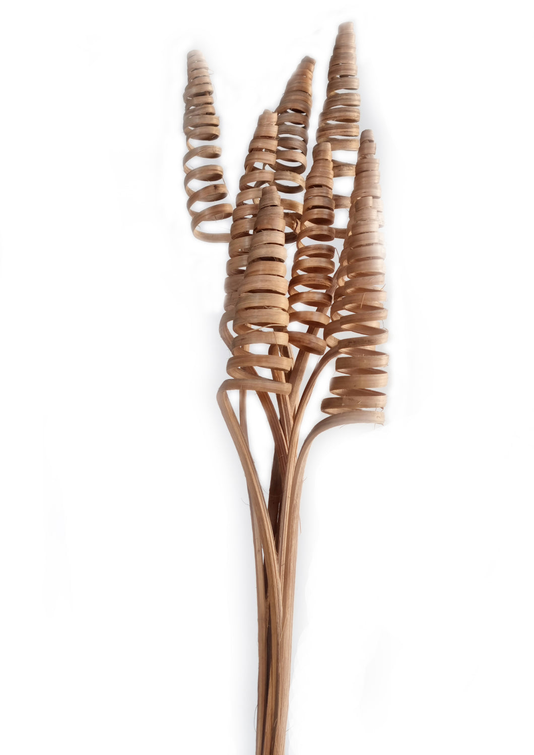 Cane Cone Exotic Wooden Flower Bunch In Natural Brown 7 Stems 60cm