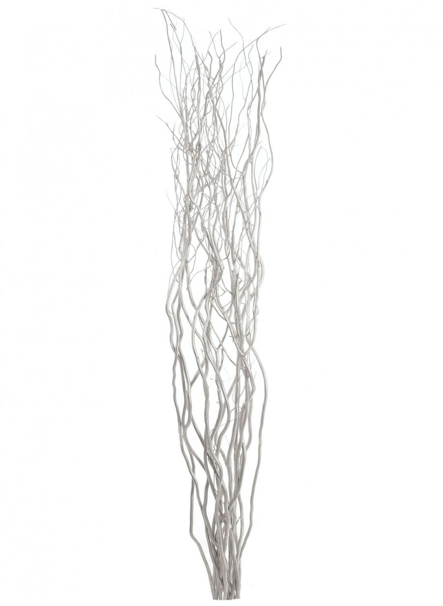 a bunch of silver willow twigs on a white background